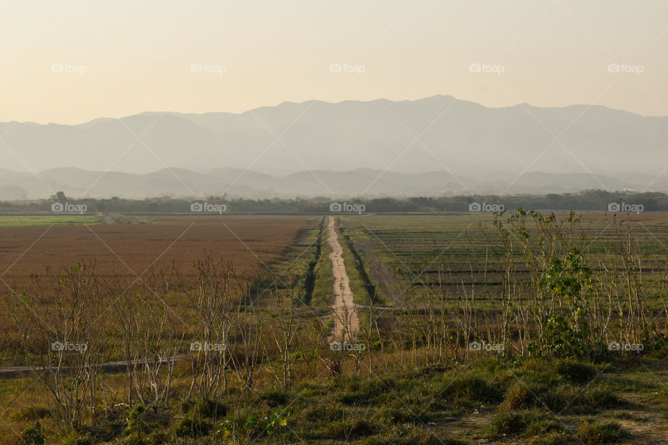 Rice planting.