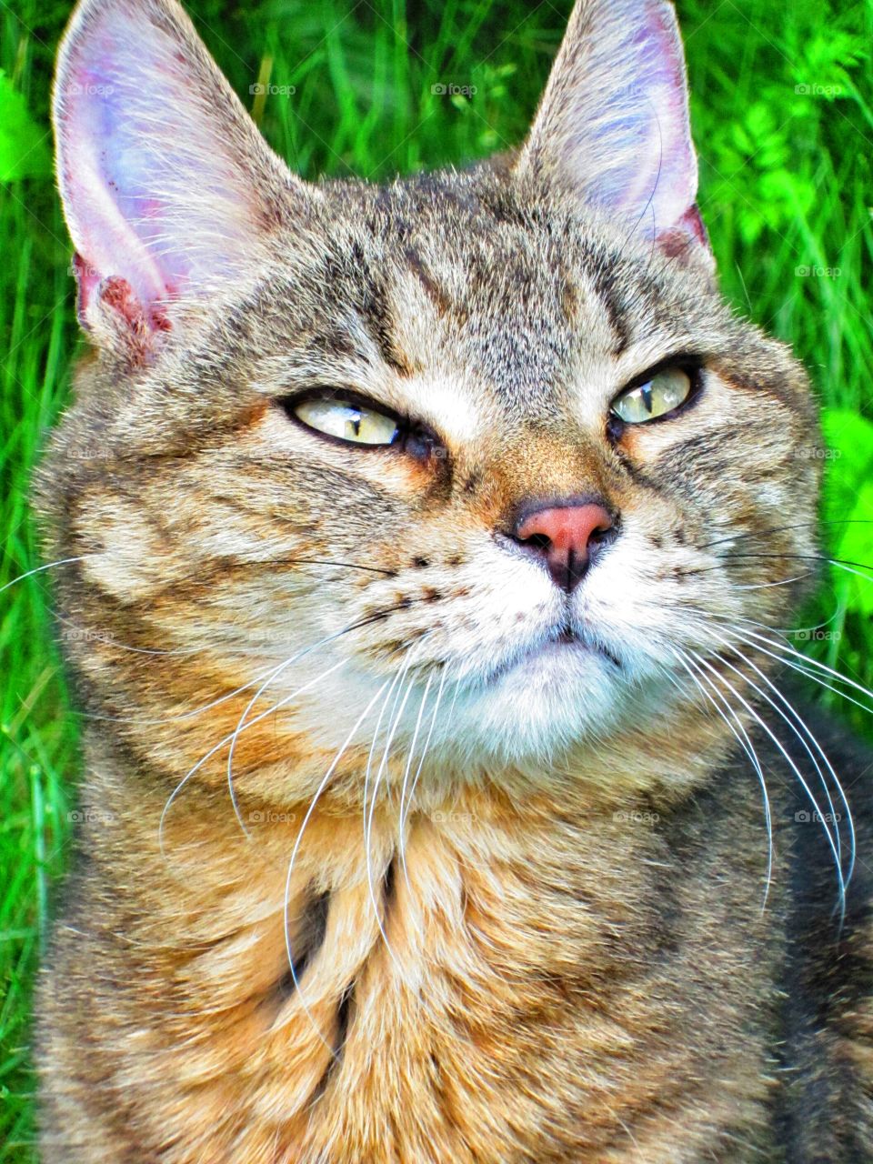 Close-up of tabby cat