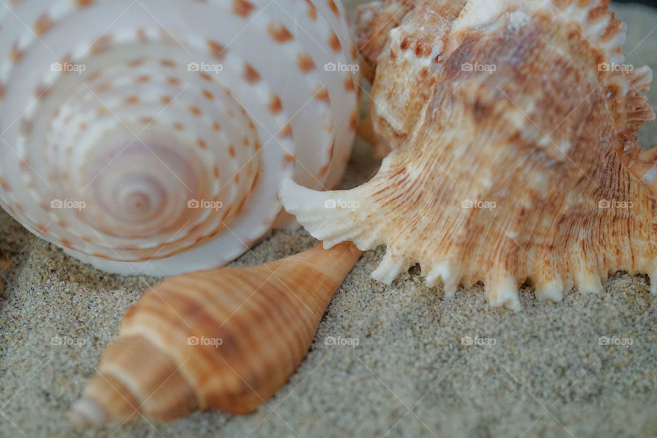 Seashells