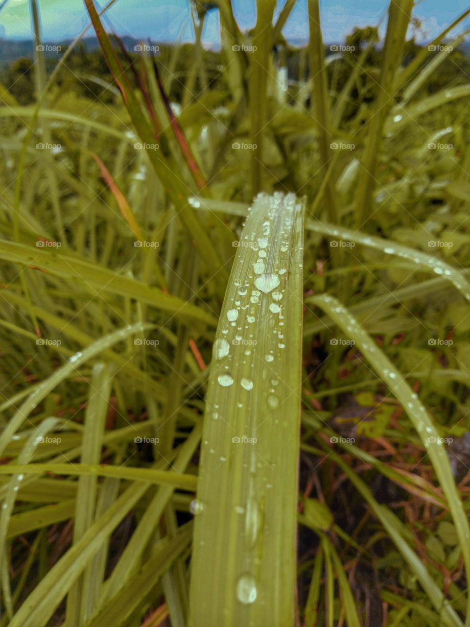 dew drops over the grass