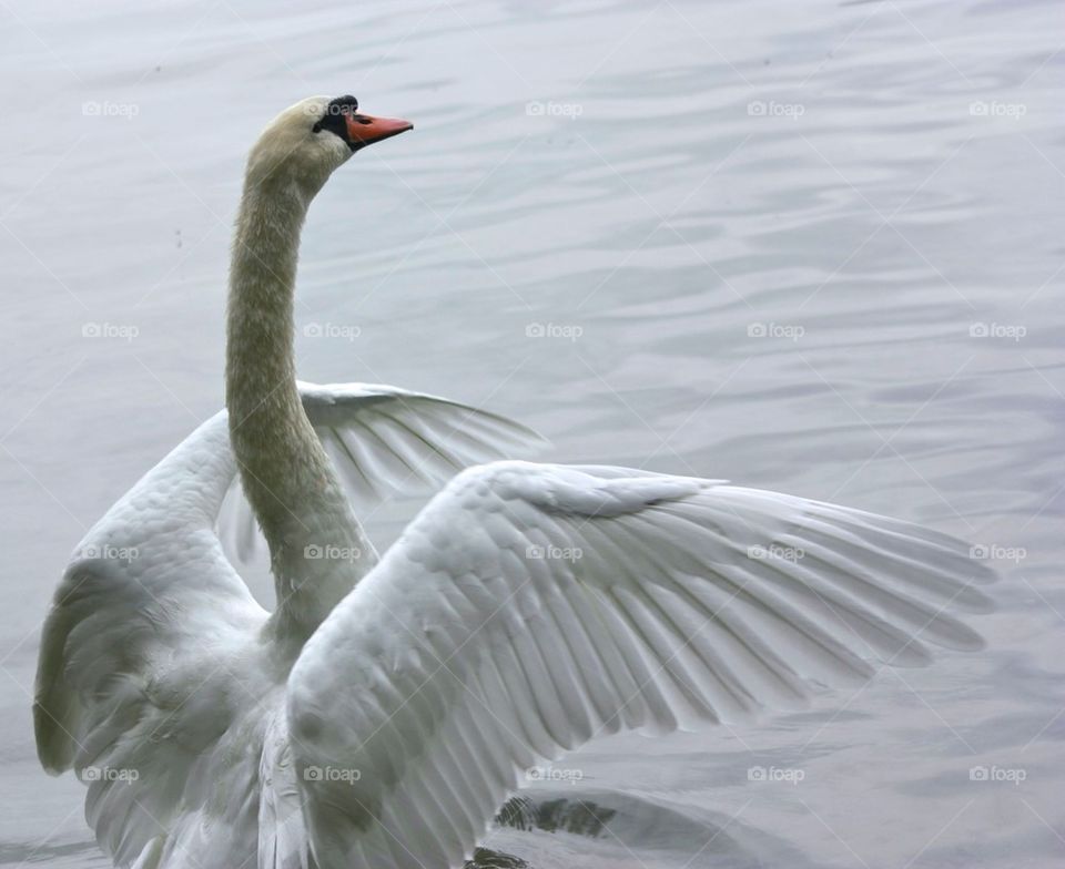 Swan on lake