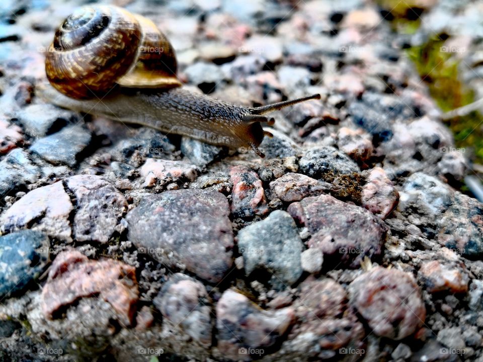 Snail. Sunny day☀️