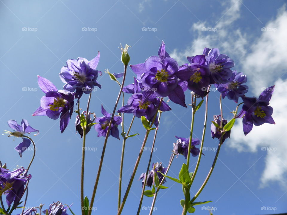 Blue Flowers