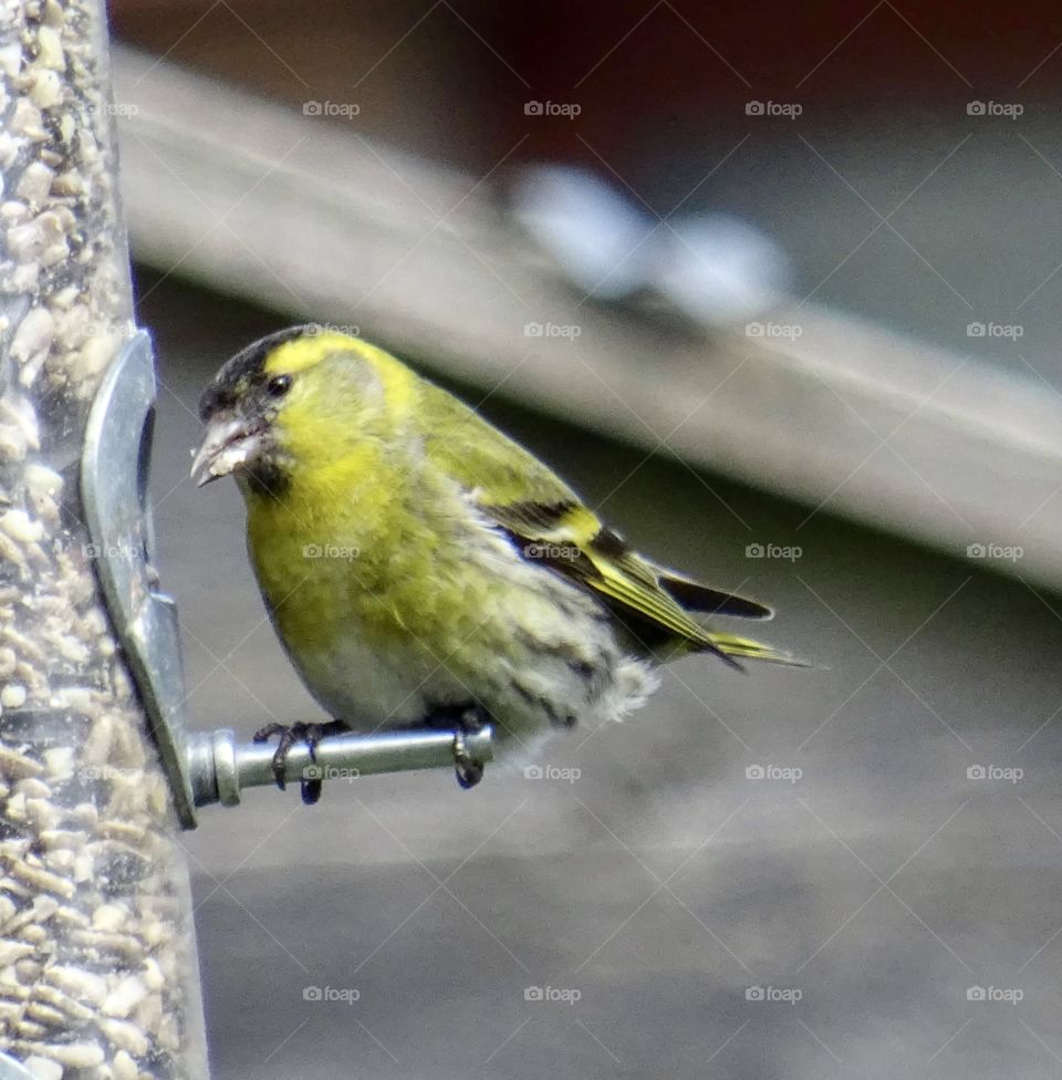Male Siskin 