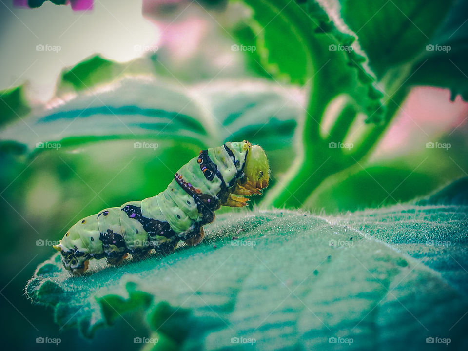 Green Caterpillar Meditating 
