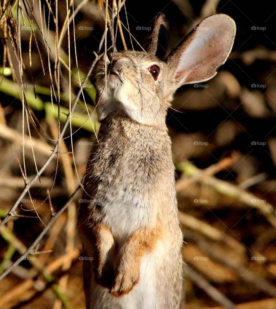 Rabbit Eating from a Tree