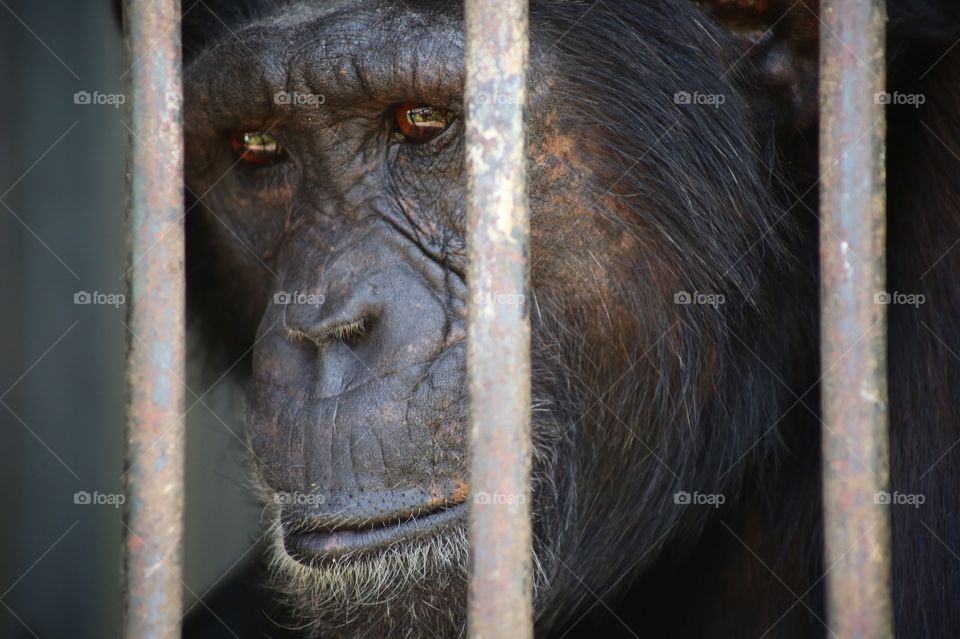 A mother chimp at feeding time in a chimpanzee sanctuary in Uganda.