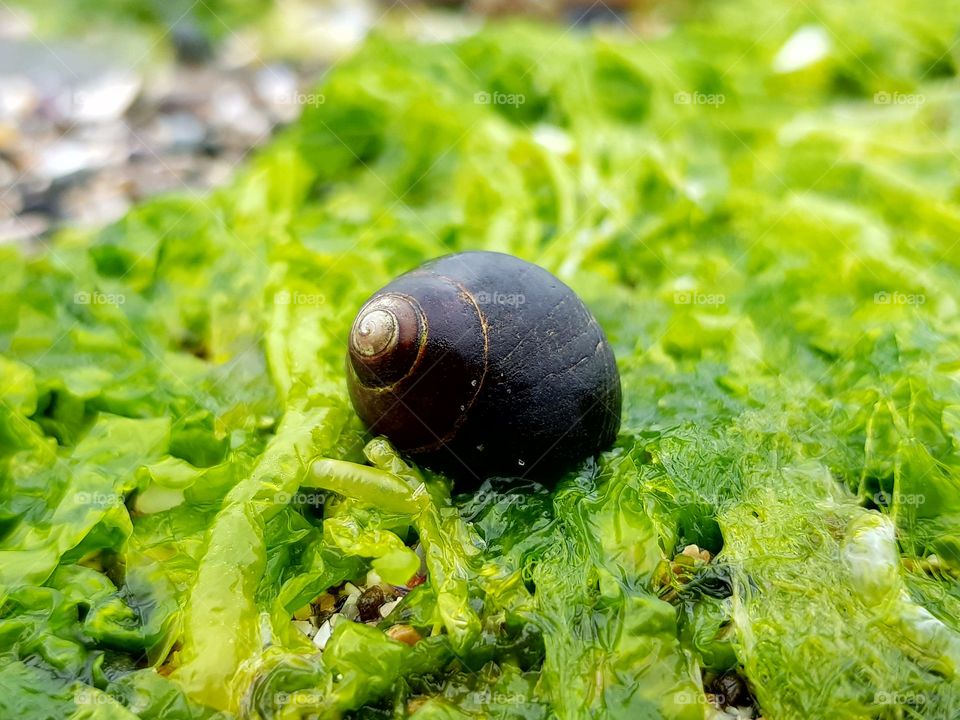 snail