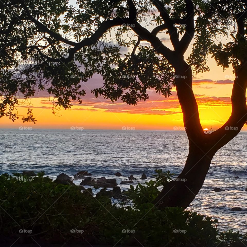 beautiful sunset with tree