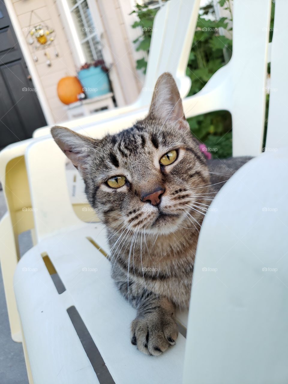 cat sitting in chair looking at camera