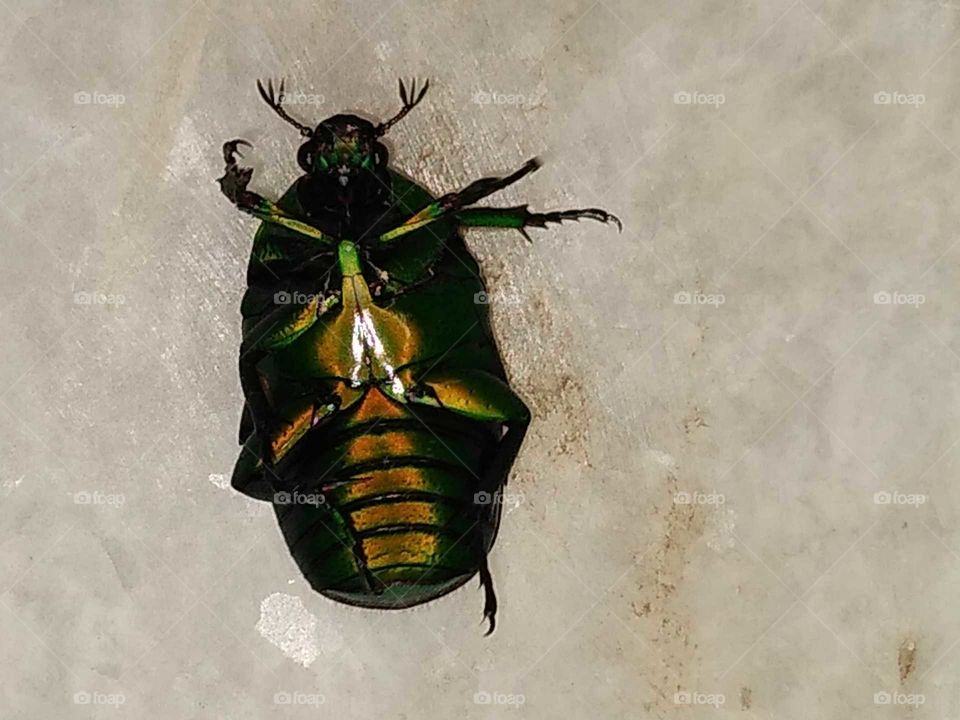 a upside down green bug on the stairs