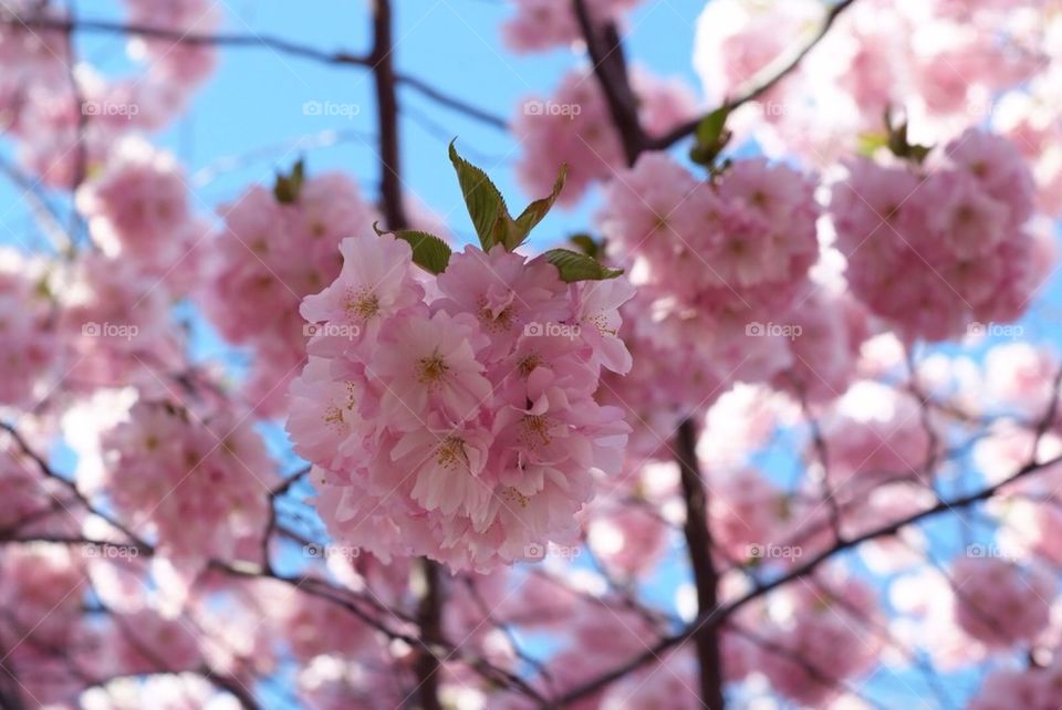 Cherry flowers