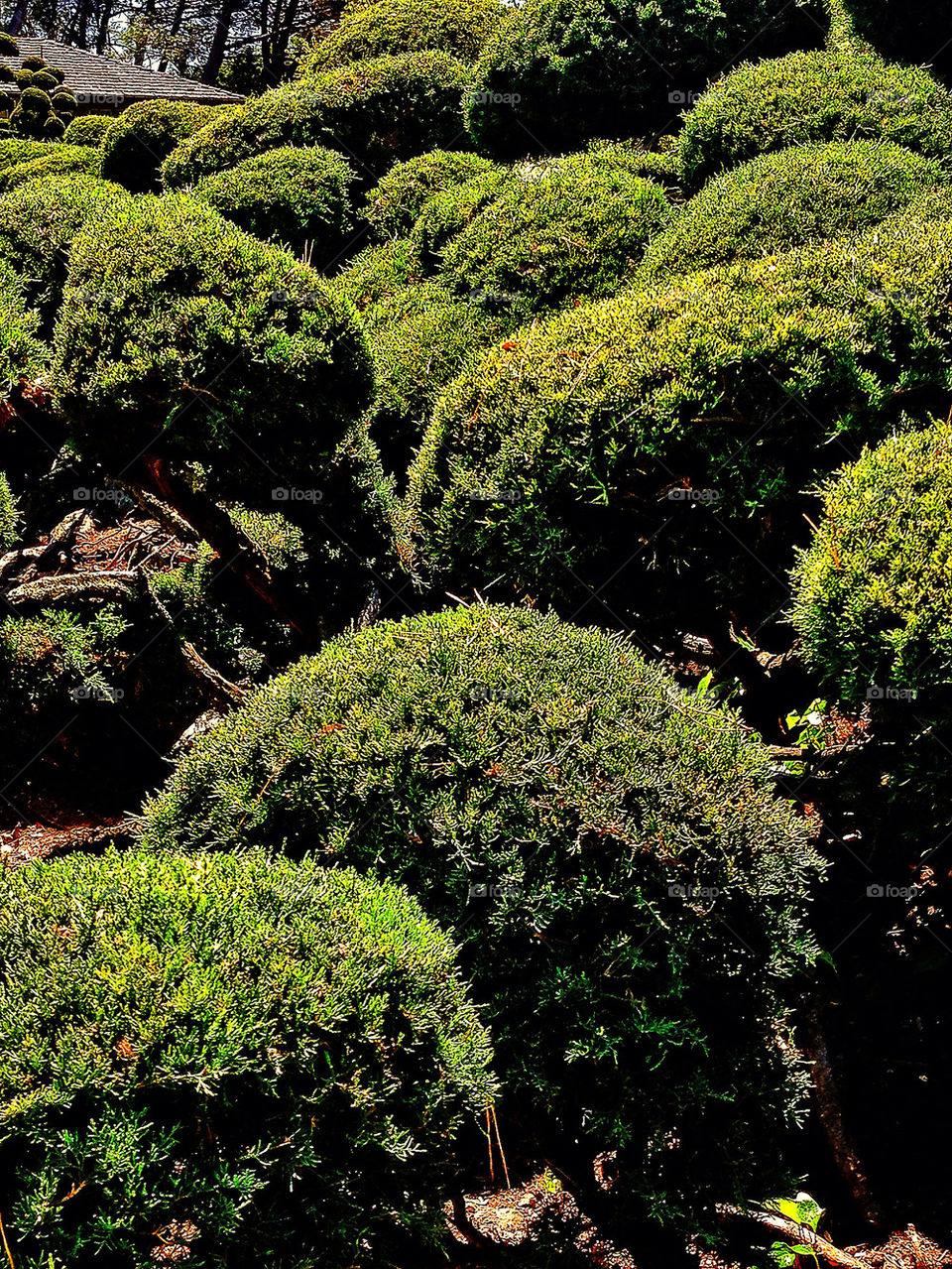 Drought tolerant shrubs in a California garden