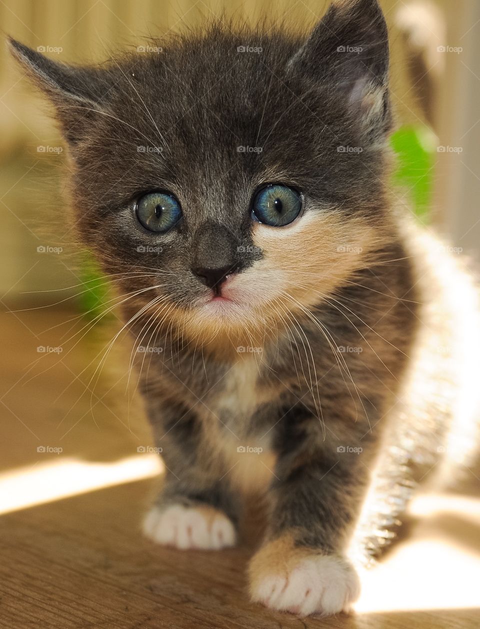 Close-up of a kitten