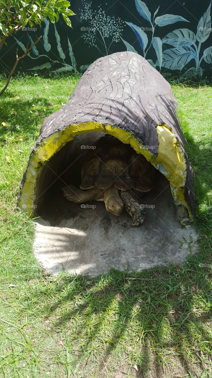 Tortoise in a Log