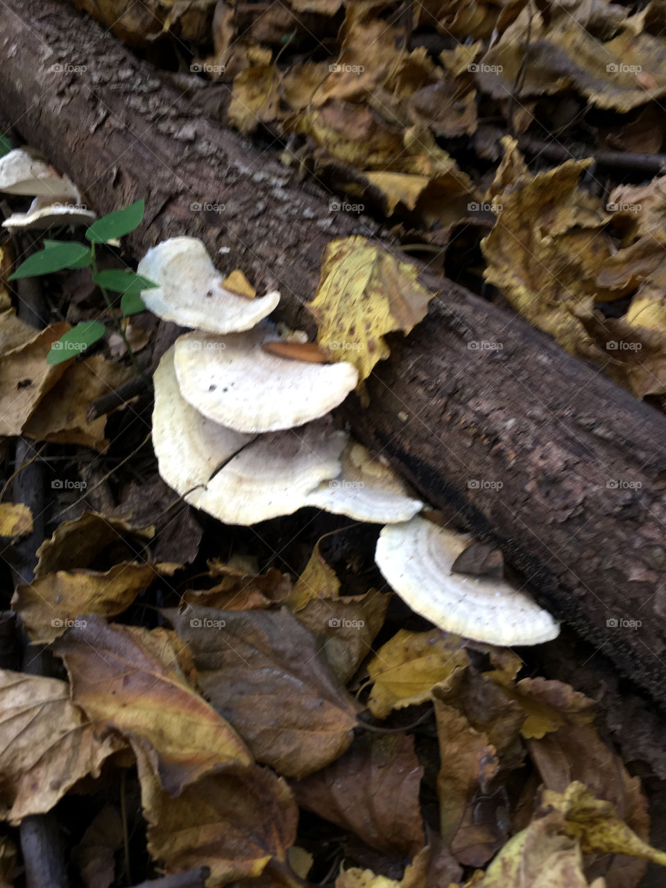 Mushrooms on forest floor