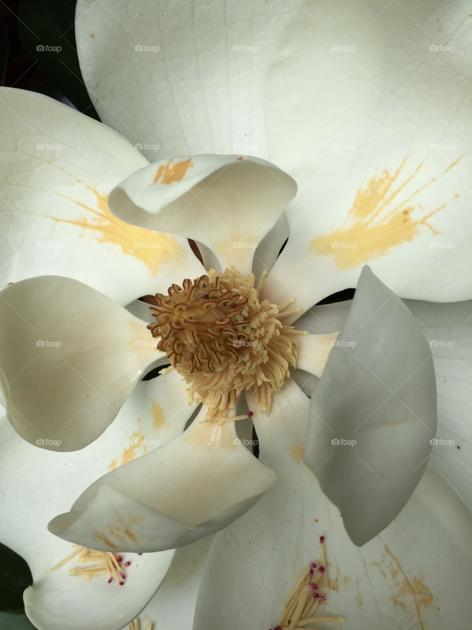 Magnolia blossom