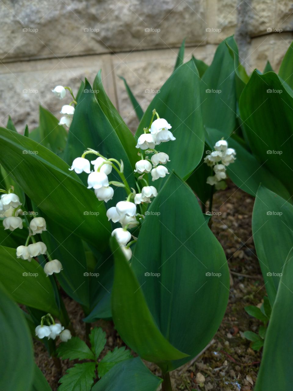 Lily of the Valley - May 1st - Luck - Present
