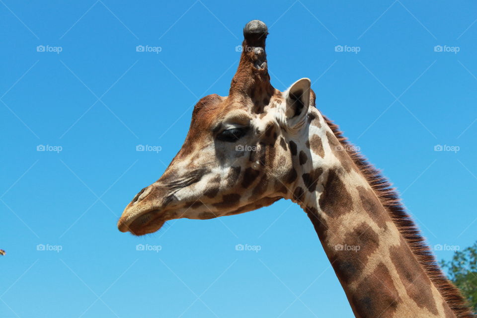 giraffe Profile