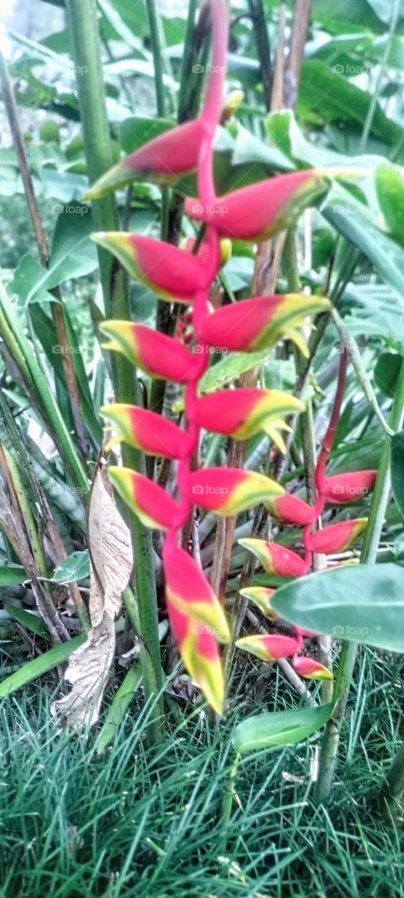 Purple Flower Buds