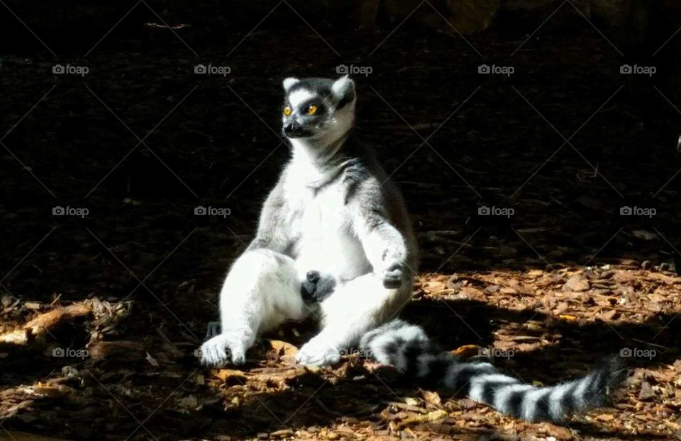 Lemur