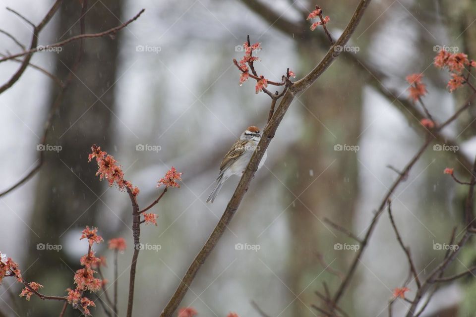 Chipping Sparrow on a vertical limb