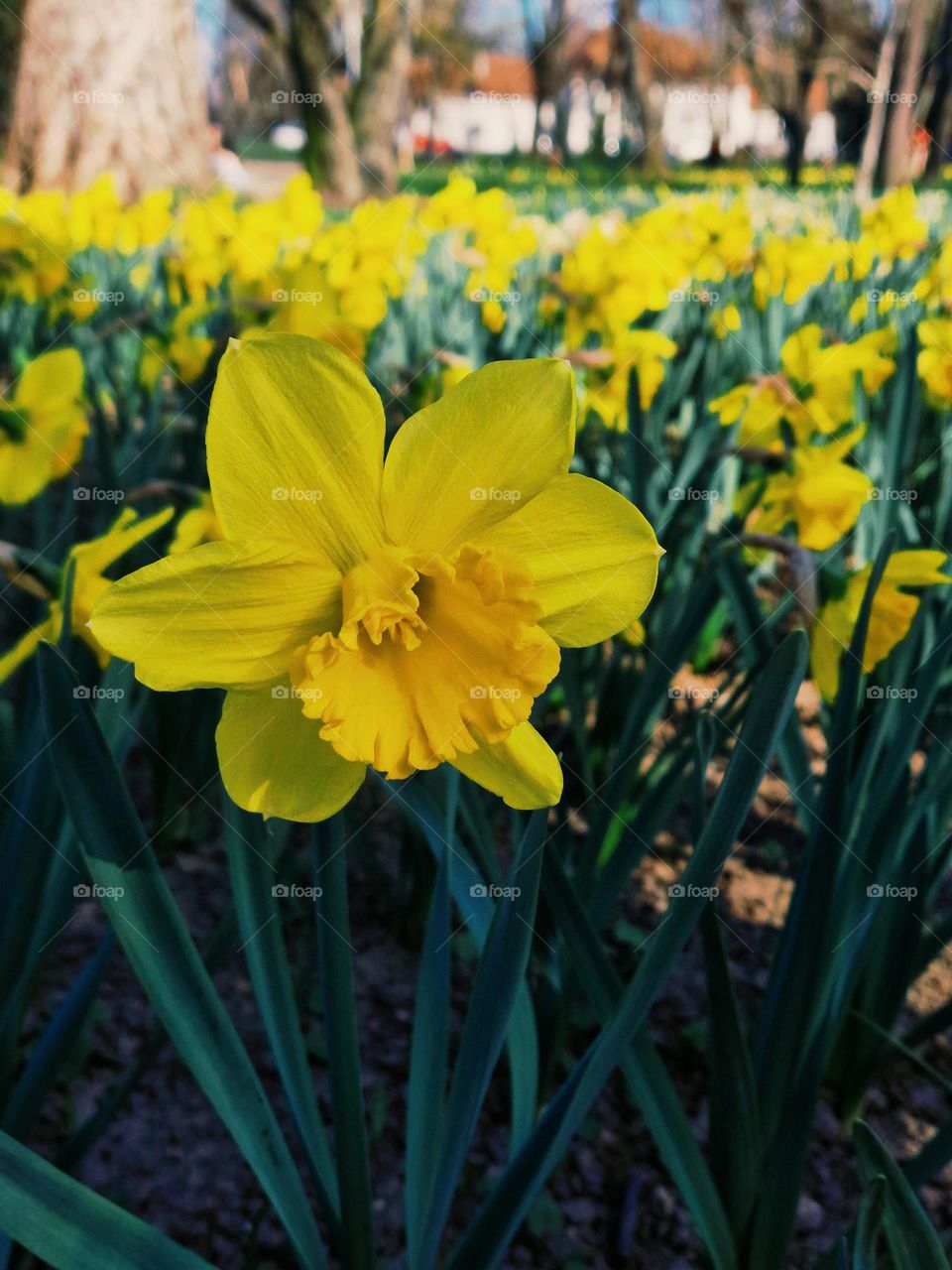 yellow daffodils