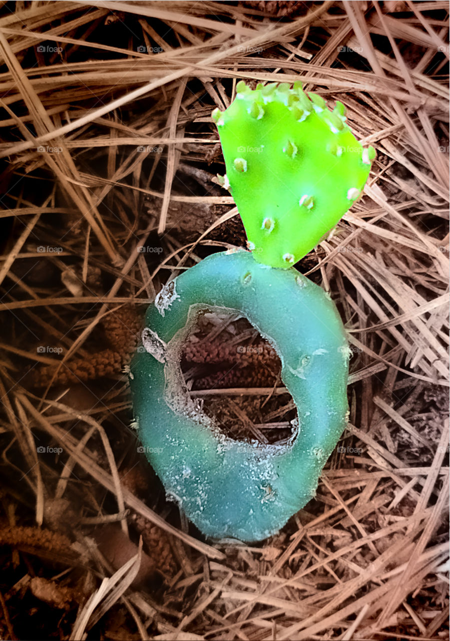 Cactus Ring- Nature’s Art - Anillo de Cactus - Arte de la naturaleza