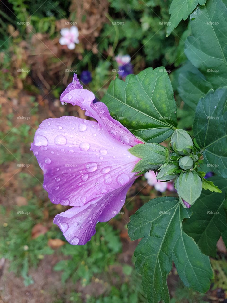 After the rain