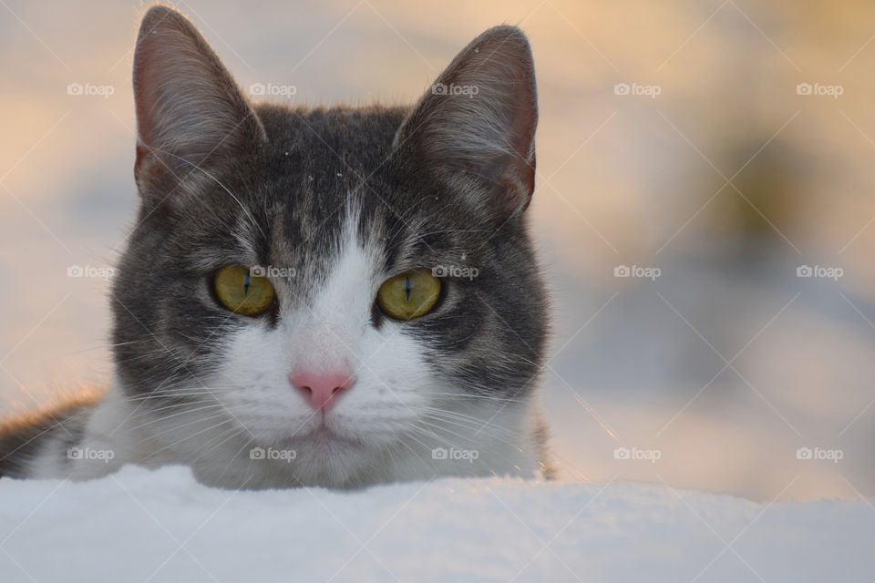 Cat looking at camera on winter