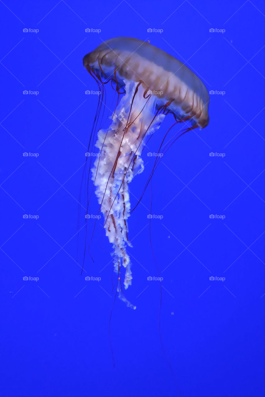 Jellyfish Ripley's Aquarium