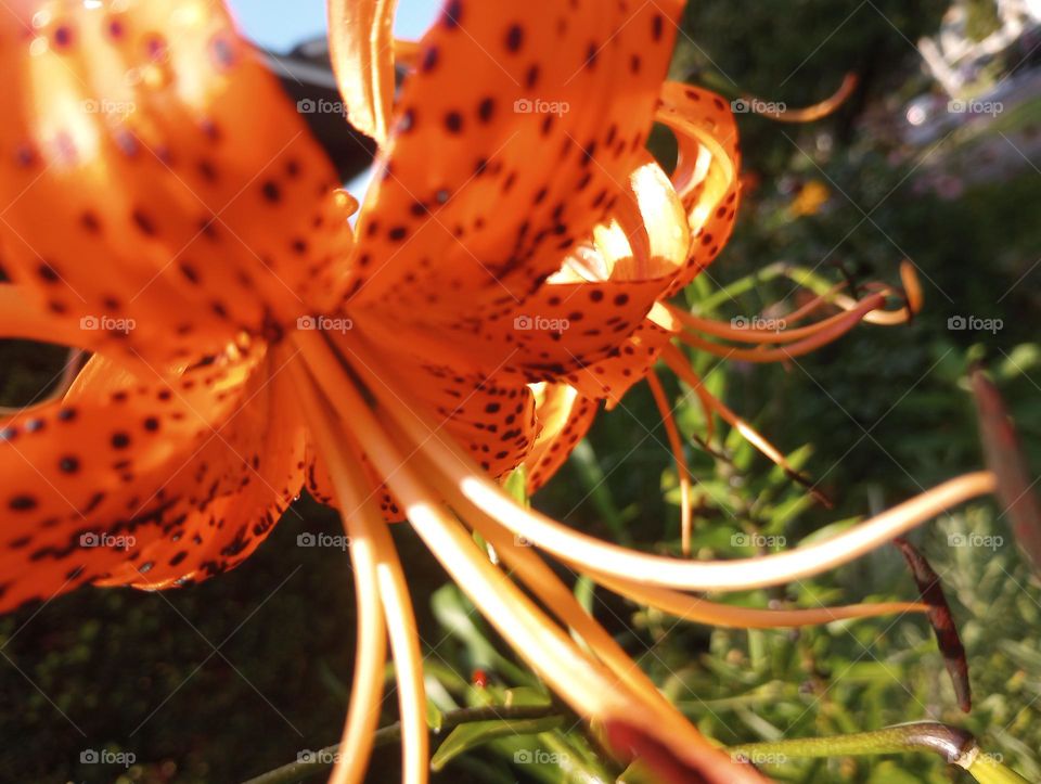 Orange Tiger Lily