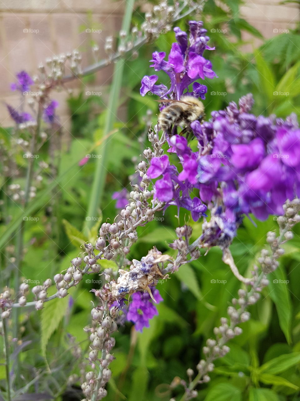 bee in purple flowers