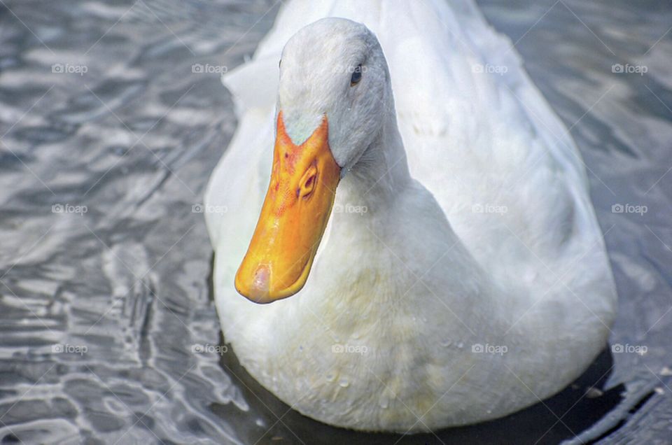 American Pekin Duck