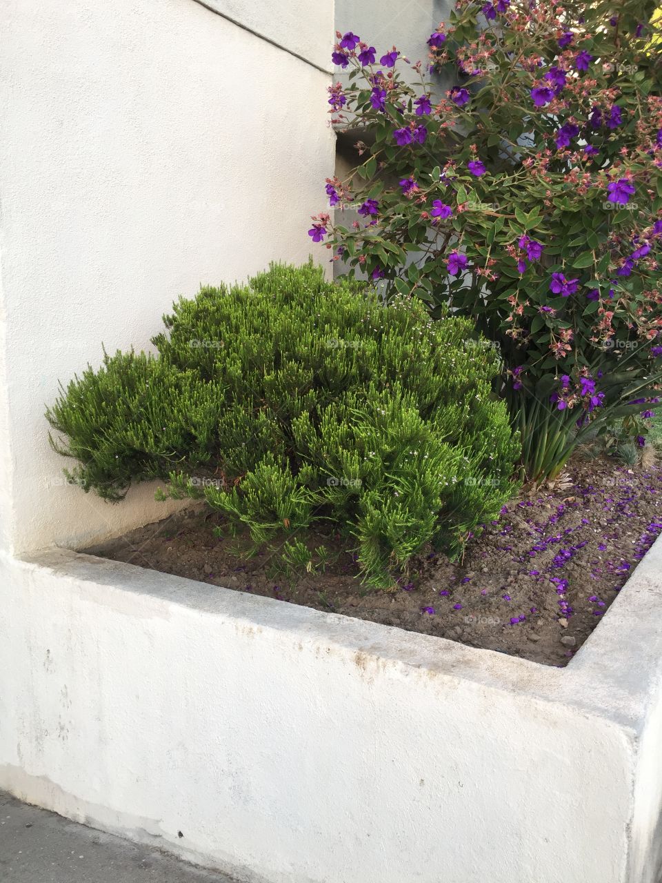 Short Green Bush on Soil and Purple Flowers 