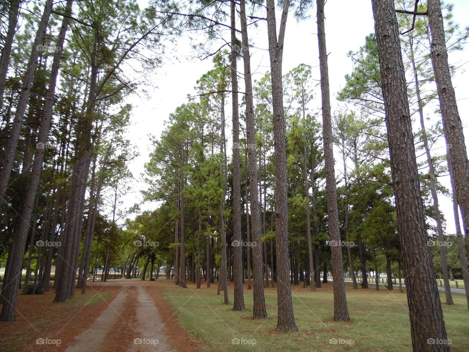 East Texas. This is a picture of some elm trees. 👣 🚶 🏃 🔥 💨