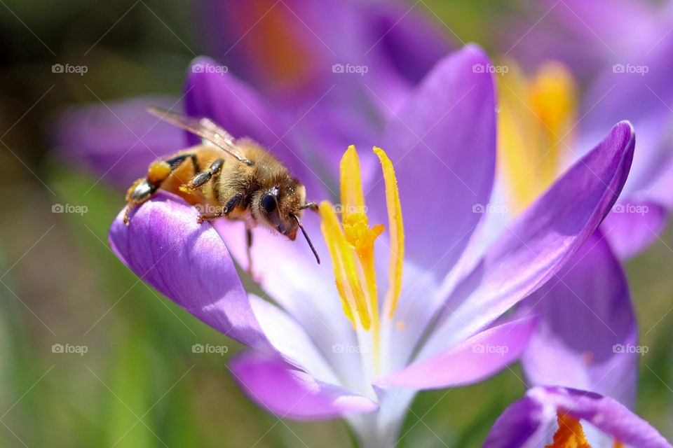 A bee on a crocus