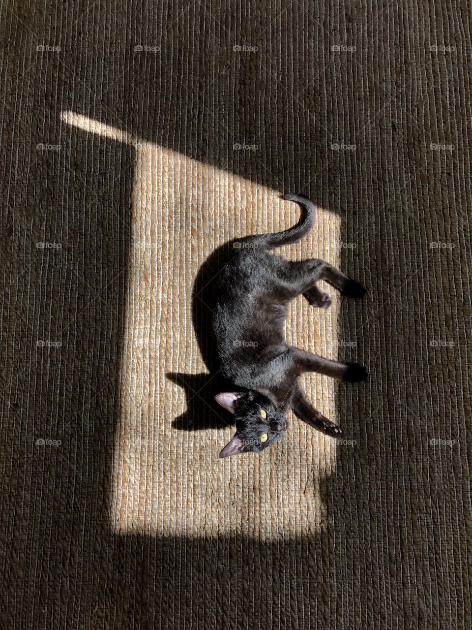 My cat sunbathing 