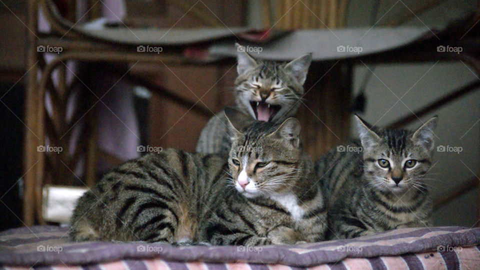 Missy Meow and her adorable kittens - Lucky to have got time to capture some moments from their life.