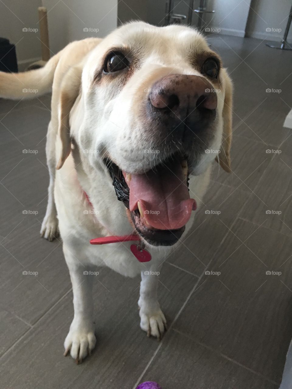 Cutest Pets in the World 