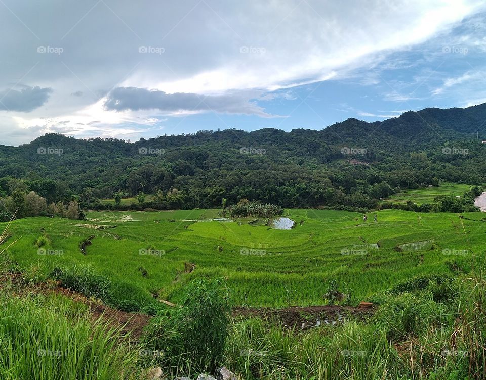 Rice Field, Detusoko, Ende, Flores, Indonesia