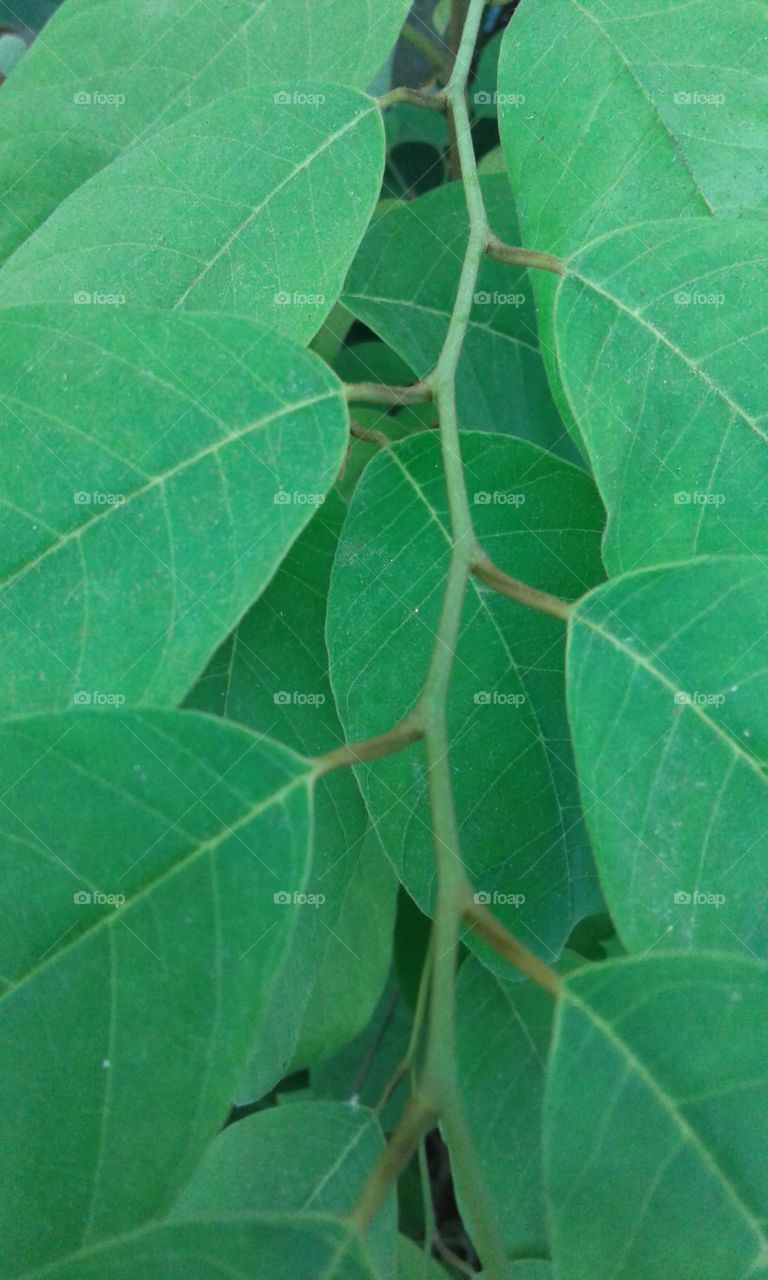 leaf