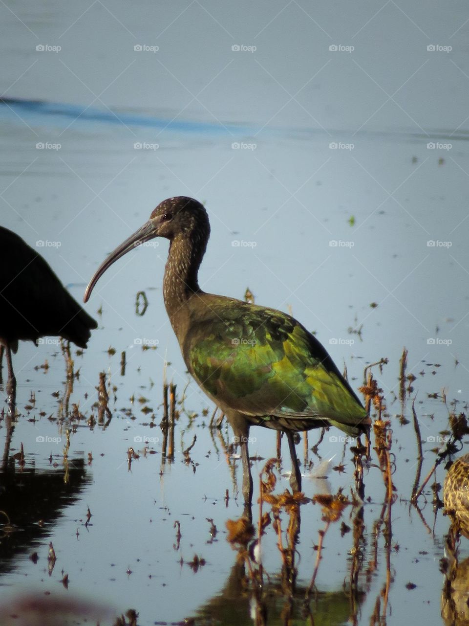 A White Faced Ibis Wading Through Shallow Water