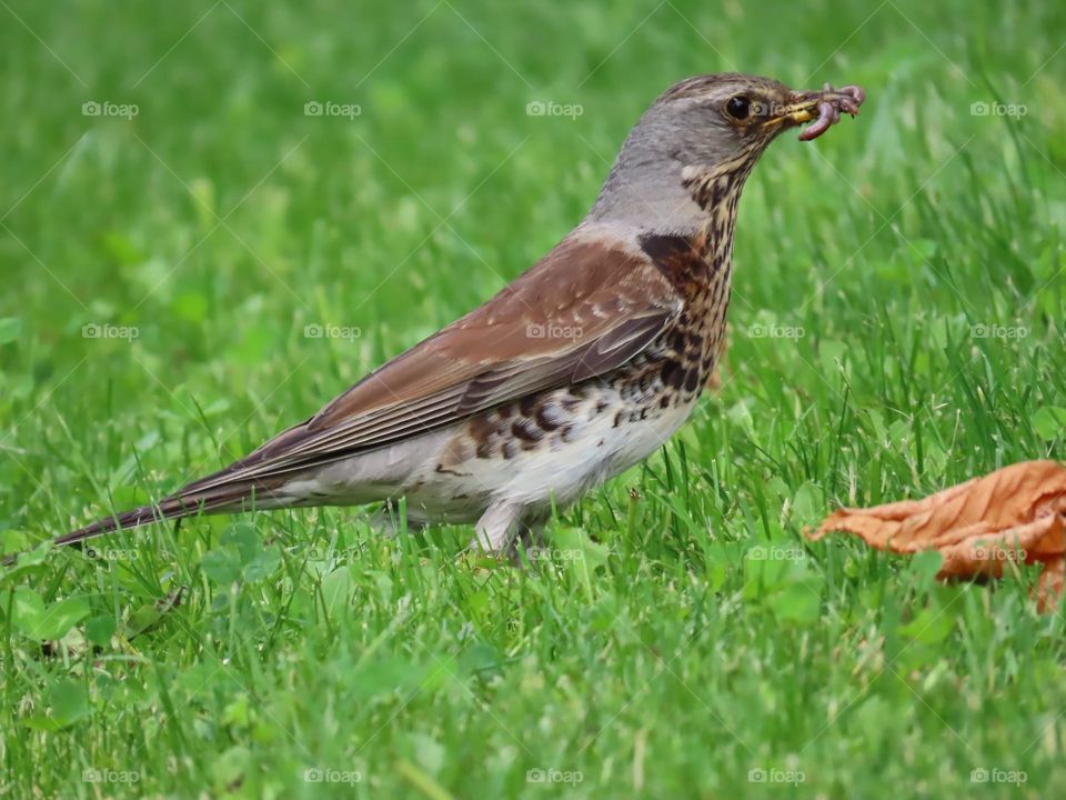 The thrush and his dinner