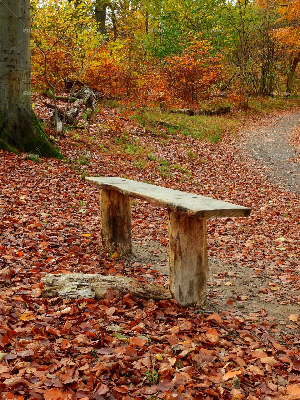 Bench in the forest