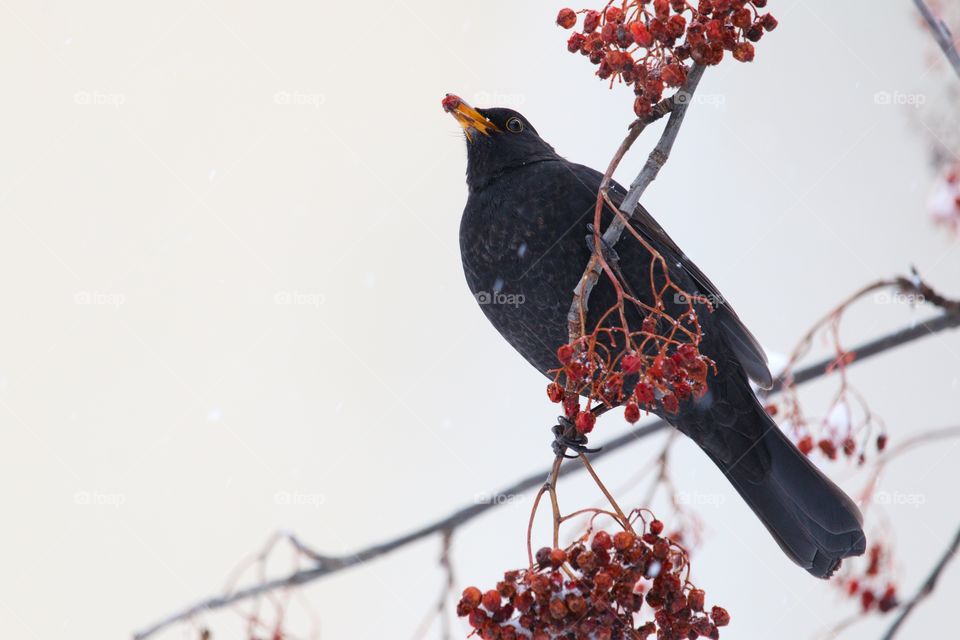 Low angle view of a blackbird