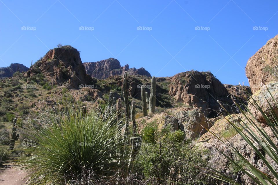 Desert Landscape of Arizona