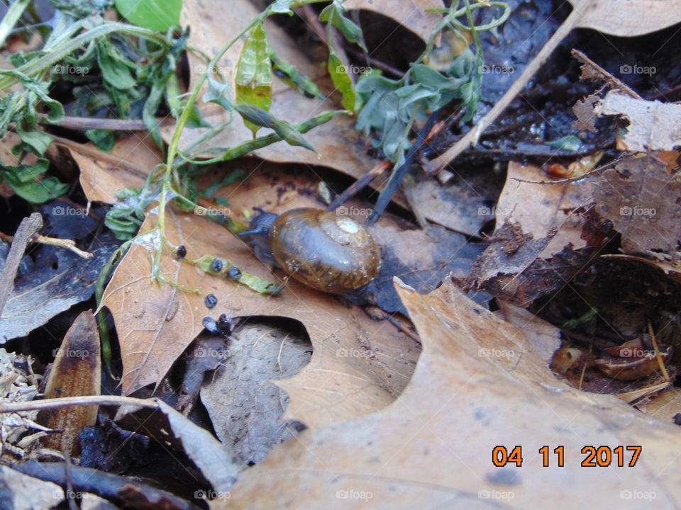 snail in the woods