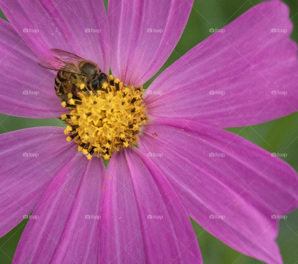 Bee in the flower