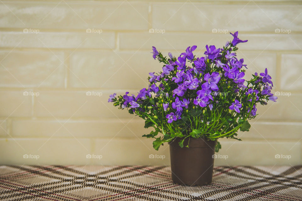 Close-up of a houseplant